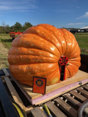 Pumpkins - big, small or cooked - are the focus of a variety of fall events.